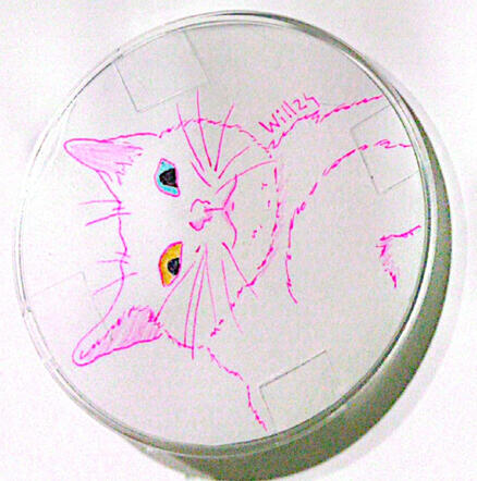 (A)Gato con heterocromía