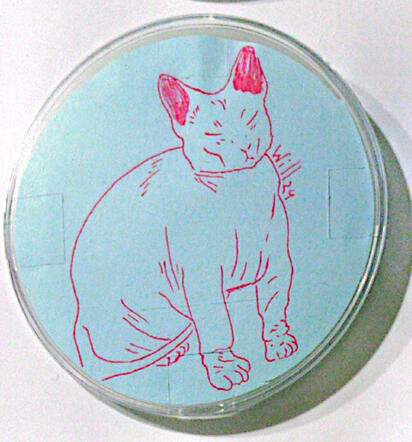 Gato esfinge gordo 1