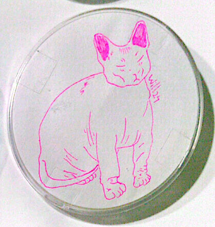 Gato esfinge gordo 2