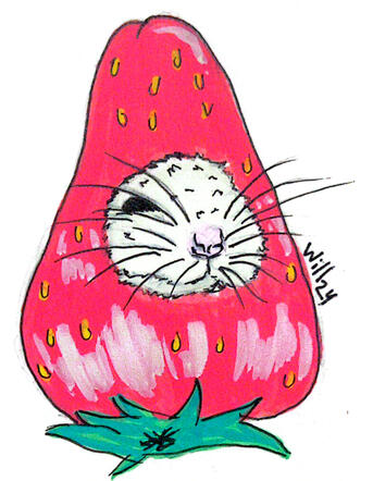 Hamster en fresa